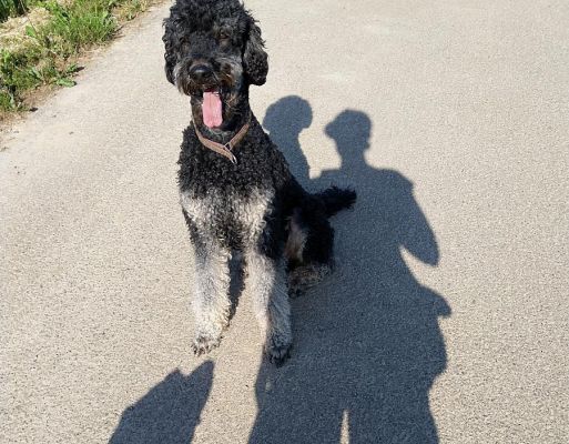 Foto: Ein Asphaltweg an einem Sonnentag. Ein Großpudel sitzt auf dem Weg und schaut in die Kamera. Auf dem Weg sehen wir den Schatten eines Labradors, der scheinbar mit der Nase eine Pudelpfote berührt und den Schatten eines Menschen  neben dem Pudel-