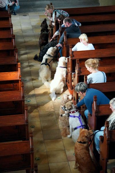 Mit dem Hund in der Kirche Foto, Blick von oben in den Mittelgang der Kirche. Auf den rechts-seitigen Bänken sitzen in sieben Reihen jeweils eine Person am Bankende zum Mittelgang, direkt daneben je ein Hund, der sich auf "seinen Menschen" fokussiert.