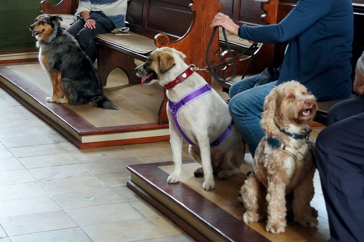 Die erste Reihe Foto: Drei Hunde sitzen auf dem Boden vor der ersten Reihe der Kirchenbänke. Deutlich zu erkennen ist das kleine Holzpodest, unter dem sich die Fußbodenheizung befindet.